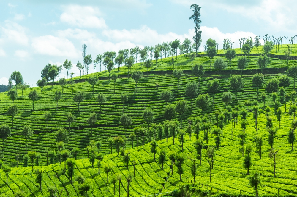 Yercaud